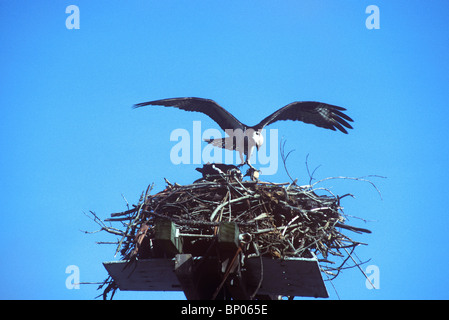 osprey food