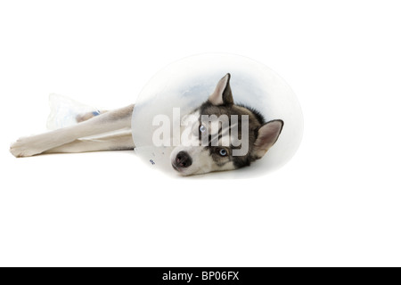 Siberian Husky puppy wearing an e-collar isolated on white background Stock Photo