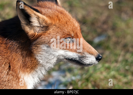 Profile of a British Red Fox Stock Photo