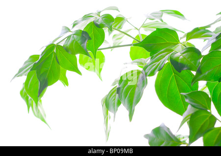 Green beautiful leaves on the white. Stock Photo