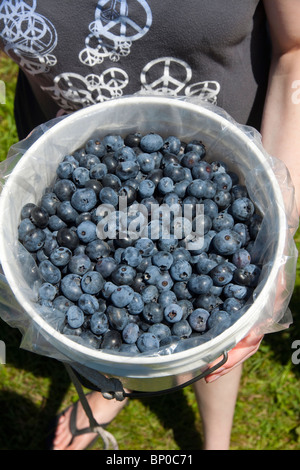 Freshly picked blueberries Michigan USA Stock Photo