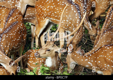 The chital or cheetal (Axis axis)  also known as chital deer Stock Photo