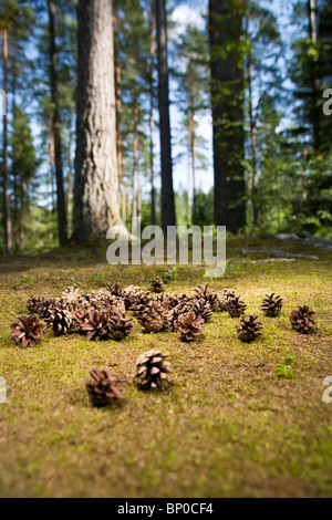 Pine cones on forest floor Stock Photo