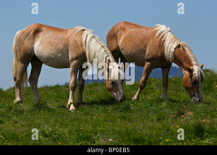 Two horses (stallions) graze on a paddock Stock Photo
