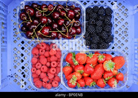 Punnet of fruit including Strawberries, Raspberries, Blackberries and Cherries in a blue box. Stock Photo