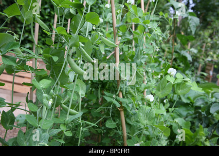 (Pisum sativum var. saccharatum) Mange tout / Snow peas and sugar snaps / Snap peas (Pisum sativum var. macrocarpon) growing outside in a garden Stock Photo