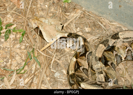 Gaboon Viper (Bitis gabonica), Uganda. It's the heaviest viper and has the longest fangs and highest venom yield of any snake Stock Photo