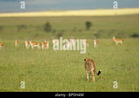 Kenya, Masai Mara. A female cheetah stalks a herd of Thomson's gazelle on the savannah. Stock Photo