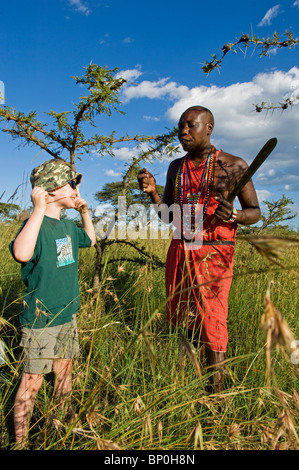 Kenya, Masai Mara. Safari guide, Salaash Ole Morompi, demonstrates getting moisture from bark off a whistling acacia (MR) Stock Photo