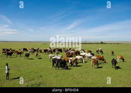 Kenya, Masai Mara. Maasai boy tends his father's herd of cattle. Stock Photo