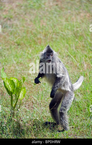South East Asia, Malaysia, Borneo, Sabah, Labuk Bay Proboscis Monkey Sanctuary, Silver Leaf Langur monkey Stock Photo