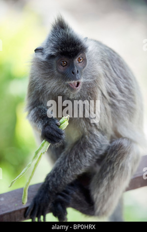 South East Asia, Malaysia, Borneo, Sabah, Labuk Bay Proboscis Monkey Sanctuary, Silver Leaf Langur monkey Stock Photo