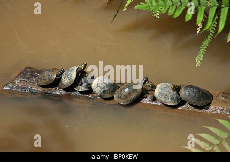 Peru. Freshwater turtles bask on a log in the Madre de Dios River at Puerto Maldonado. Stock Photo