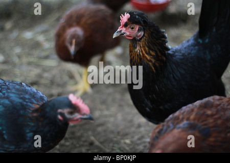 Chickens in a coop. Stock Photo