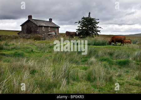 Abandoned Nun's Cross farmhouse, Dartmoor National Park. Stock Photo