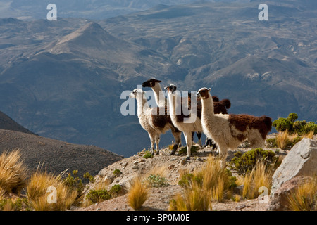 Peru, Llamas in the bleak altiplano of the high Andes near Colca Canyon. Stock Photo