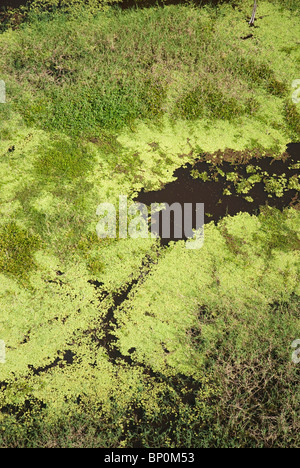 Aerial View of the rainforest near Iquitos, Peru Stock Photo - Alamy