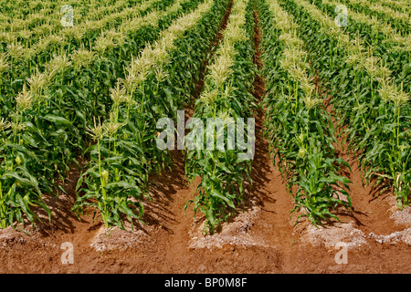 A good stand of ear corn matures in the Holtville area of the Imperial Valley, California, USA Stock Photo