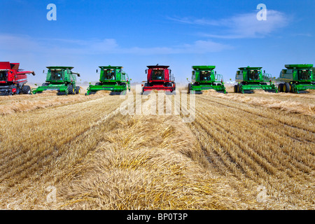 Grain harvester combines on a wheat field near Winkler, Manitoba, Canada in support of The Harvest for Kids Charity. Stock Photo