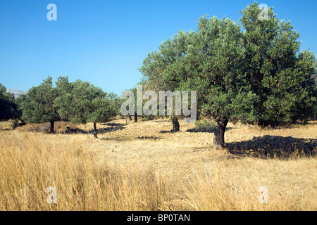 Olive trees in brown field, Rhodes, Greece Stock Photo