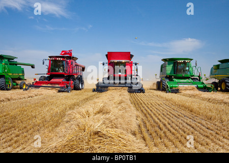 Grain harvester combines on a wheat field near Winkler, Manitoba, Canada in support of The Harvest for Kids Charity. Stock Photo