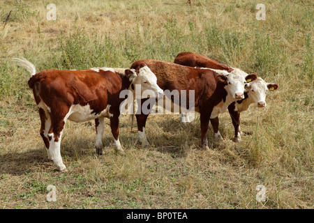 Three young cows grazing in a field. Two of them are looking at camera. Stock Photo
