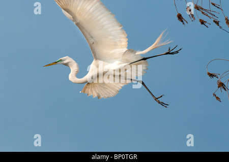 A graceful Great Egret, Egretta alba, in flight. Stock Photo