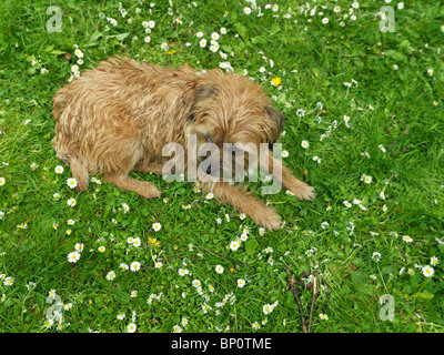 Border Terrier in Daisy Field Stock Photo