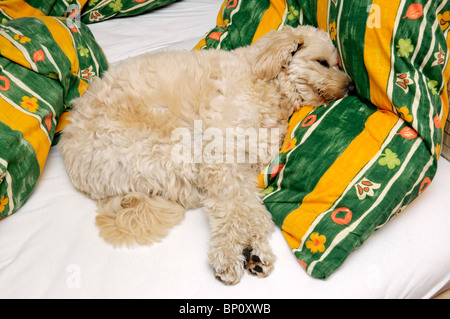 Small off-white pet terrier dog on owner's bed. Stock Photo