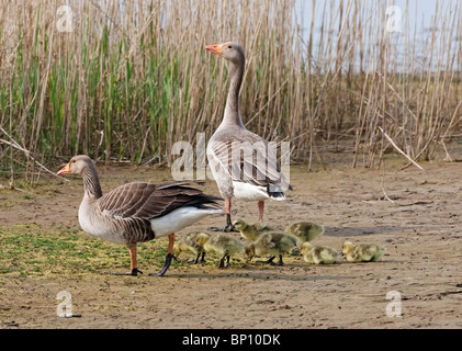 greylag goose (Anser anser) parents and several goslings walking on mud, Cley Norfolk, East Anglia, England, UK, Europe Stock Photo