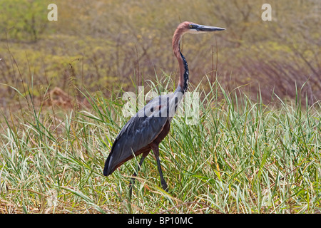 goliath heron (Ardea goliath) single adult walking through tall grass, Baringo, Kenya, East Africa Stock Photo