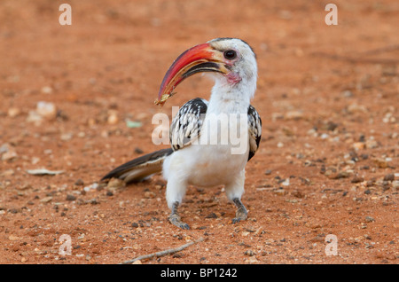 Red-billed Hornbill (Tockus erythrorhynchus) with a grasshopper, Tsavo East national Park, Kenya Stock Photo