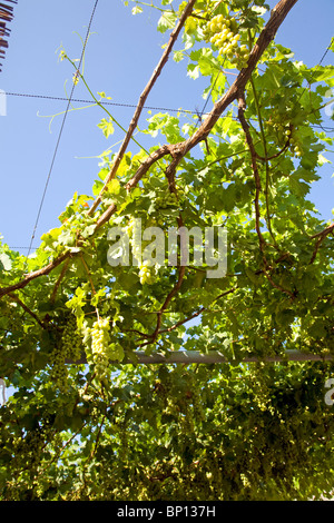 Grape vines against blue sky, Rhodes, Greece Stock Photo