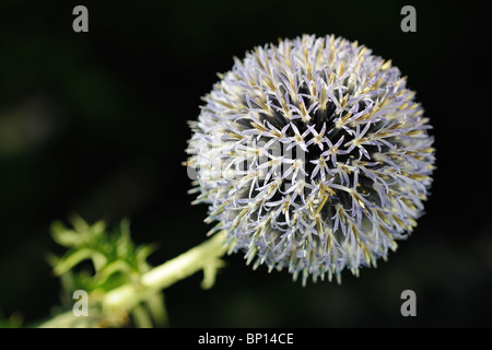 Close-up of a Great Globe Thistle (Echinops sphaerocephalus) a flower with bristly petals in the late afternoon Stock Photo