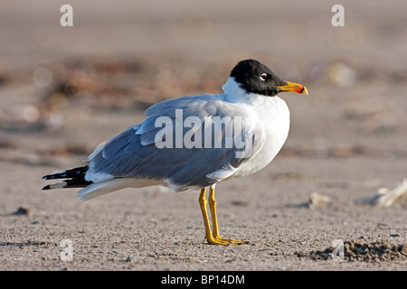 great black-headed gull  or Pallas's gull (Ichthyaetus ichthyaetus) adult in summer plumage, standing on a beach Goa, India Stock Photo