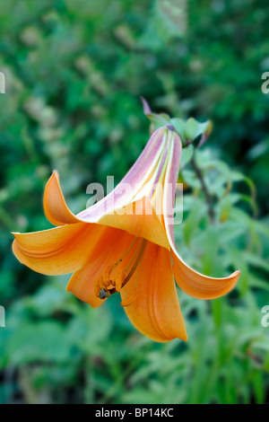 Downward-facing trumpet-shaped orange tiger lily (lilium lancifolium) blooming Stock Photo