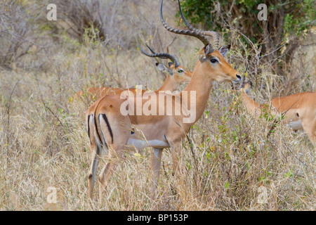 Impalas (Aepyceros melampus) feeding in Kenyan savanna, Tsavo East national Park, Kenya. Stock Photo