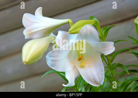Easter Lily (lilium longiflorum) blooming Stock Photo