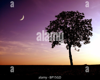 Crescent moon and tree at dusk Stock Photo
