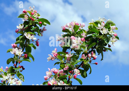 apple blossom in flower, uk Stock Photo