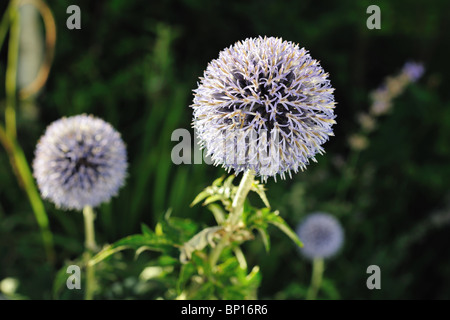 Close-up of a Great Globe Thistle (Echinops sphaerocephalus) a flower with bristly petals in the late afternoon Stock Photo