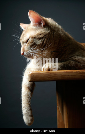 Portrait of a cat Stock Photo