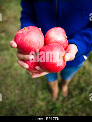 Woman in blue sweater holding apples at a pick your own apple orchard. Stock Photo