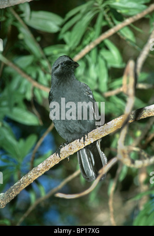 Hawaiian Crow or 'Alalā Adult  One of the last wild crows. Now extinct in the wild. Stock Photo
