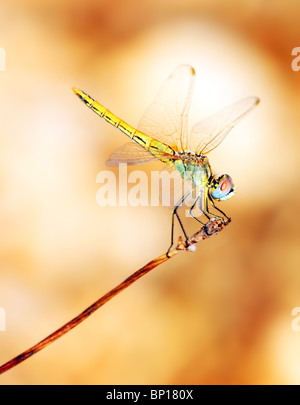 Closeup portrait of a beautiful colorful dragonfly Stock Photo