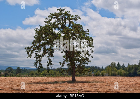 Very large lone elm tree in a field of fresh cut hay farmland against a blue sky with white puffy clouds in this landscape, Oregon USA Stock Photo