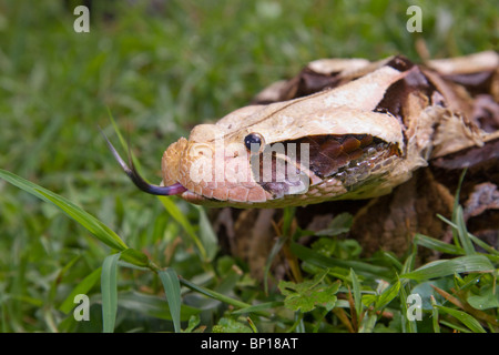 Gaboon viper (Bitis gabonica) portrait Stock Photo