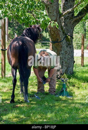 This woman farrier is applying a horse shoe to a dark brown Passo Fino horse under the cool shade of a tree in this editorial. Stock Photo