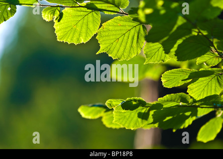 The Branch of Hornbeam tree with the green leaves Stock Photo