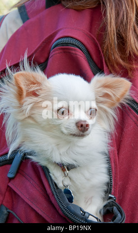 This cute long haired white Chihuahua dog is riding in the back of a girl's burgundy colored backback. Stock Photo